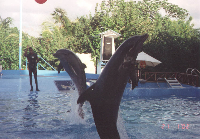 2jumpingDolphin