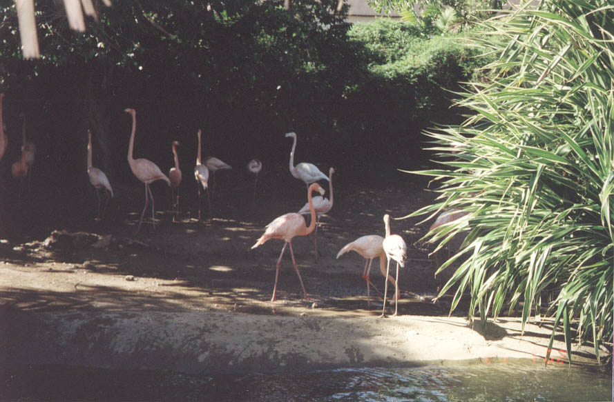 flamingos
