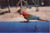 macaw